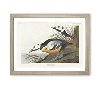 Western Ducks By John James Audubon Vintage Framed Print | A4 Oak Framed Wall Art | Ready to Hang | Classic Animal Picture | Living Room Bedroom Lounge Office