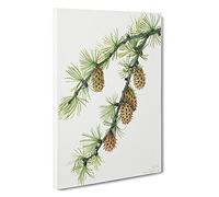 Western Larch By Mary Vaux Walcott Canvas Print | Gallery Wrapped 30mm Frame Wall Art | 30x20 inches | Ready to Hang | Contemporary Picture | Living Room Bedroom Lounge Office