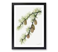 Western Larch by Mary Vaux Walcott Framed Print | A2 Black Framed Wall Art | Ready to Hang | Modern Nature Picture | Living Room Bedroom Lounge Office
