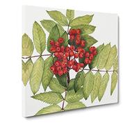 Western Mountain Ash by Mary Vaux Walcott Canvas Print | Gallery Wrapped 30mm Frame Wall Art | 20x20 inches | Ready to Hang | Modern Landscape Picture | Living Room Bedroom Lounge Office