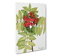 Western Mountain Ash By Mary Vaux Walcott Canvas Print | Gallery Wrapped 30mm Frame Wall Art | 30x20 inches | Ready to Hang | Contemporary Landscape Picture | Living Room Bedroom Lounge Office
