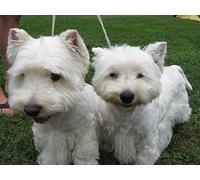 Westie, Irish Setter, Doberman, Miniature Pinscher, Whippet