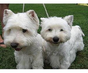 Westie, Irish Setter, Doberman, Miniature Pinscher, Whippet