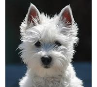 Westie/West Highland Terrier Dog Greeting Card - Square