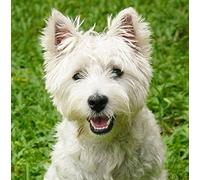 Westie/West Highland Terrier Dog Greeting Card Square - Gift Idea Special Occasion Blank Inside with Envelope Premium Unique Design Animal Cute Illustrated Wildlife Quality