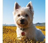 Westie/West Highland Terrier Dog Greeting Card Square - Gift Idea Special Occasion Blank Inside with Envelope Premium Unique Design Animal Cute Illustrated Wildlife Quality