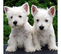 Westie/West Highland Terrier Dog Greeting Card Square - Gift Idea Special Occasion Blank Inside With Envelope Premium Unique Design Animal Cute Illustrated Wildlife Quality