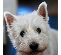 Westie/West Highland Terrier Dog Greeting Card Square - Gift Idea Special Occasion Blank Inside with Envelope Premium Unique Design Animal Cute Illustrated Wildlife Quality