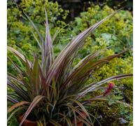 Westland Bush Flax Outdoor Shrub Plant Astelia Nervosa Garden Plants 2L Pot Plant Theory Green One Size