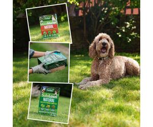 Westland Natural Lawncare Bundle - Natural, Pet Friendly Lawn Repair, Feed And Seed Options 150Sqm