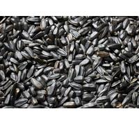 Weterton Feeds Black Sunflower Seeds for Wild Birds 12.5 kg | High-Oil, High-Energy, High-Protein, Premium Bird Feed for Blackbirds, Sparrows, Finches
