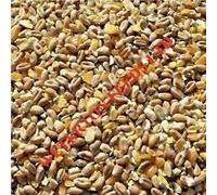 Weterton Feeds Poultry Corn with GM Free Maize and Homegrown Grain | 20 kg High Energy Scratch Feed