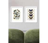WF Kirby (Butterflies, E Hyperanthus, Lucina Et Al) & Albertus Seba (Butterflies, Blue Morphos) Set of 2 Mounted Prints Blue