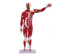 WFUAHA Human Muscular Anatomy Model, 80Cm Human Full Body Muscle Model With Internal Organs Torso, Suitable for Art Teaching and Medical Explanation