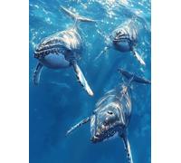 Whale Paint by Numbers for Adults, Ocean Painting by Numbers DIY Color Oil Painting Hobbies for Adults Women with Acrylic Paint Brush Set for Room Decor, Wall Art, Gifts 30 x 40 cm -zjn2507AX9P