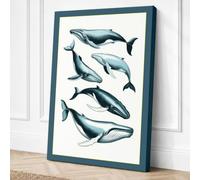 Whale Species Study Botanical Canvas Wall Art Print 30x20 Inch (76 x 51 cm)