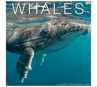 Whales 2027 Wall
