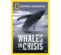 Whales in Crisis [DVD] [Region 1] [US Import] [NTSC]