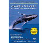 Whales In The Wild II: New England Whale Watching Highlights [DVD] [Region 1] [US Import] [NTSC]
