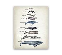 Whales Size Comparison Chart Print Whale Watercolor Painting Child Educational Poster Nursery Wall Art Pictures Kids Room Decor Unframed-50x75cm