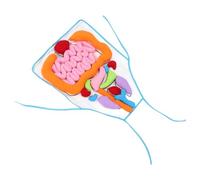 WHAMVOX Human Organs Cognitive Apron for, 3D Preschool Teaching Aid with Detachable Internal Organs, Educational Body Learning Tool for Early Science and Anatomy Awareness