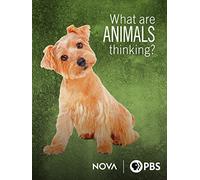 What Are Animals Thinking?