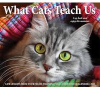 What Cats Teach Us 2026 5.4 X 6.2 Box Calendar