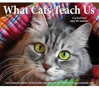 What Cats Teach Us 2026 Box Calendar