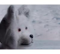 What Lives in the Arctic