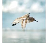 What On Earth (Plastic Free Cards) - Dunlin