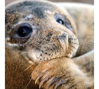 What On Earth (Plastic Free Cards) - Grey Seal