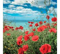 What On Earth (Plastic Free Cards) - Poppies in Cornwall