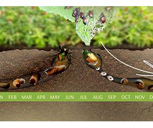 What to Do about Insects