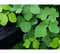 What to Do about Weeds