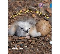 What's in the Egg?: Level 4 (Collins Big Cat Arabic Reading Programme)