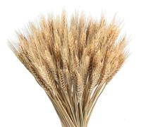 Wheat Dried Flowers, 100 Stems 55CM Natural Dried Wheat Bunch, Dry Flowers Sheaves Wheats Grass Stalks Bundle for Vase, Golden Drieds Flower Bouquet Wheats Grasses Sheaves, for Autumn Decorations