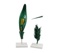 Wheat Flower Teaching Model with Display Base, Detachable Plant Demonstration Aid for Biology Lessons, Agronomy Training, Science Classrooms Wheat Anatomy Teaching Model Flower Structure Botany Aid