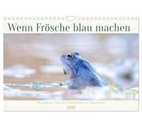 When frogs turn blue - the secret life of moor frogs by Tanja Riedel UK-Version (Wall Calendar 2026 DIN A4 Landscape), CALVENDO 12 Month Wall Calendar