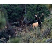 When the Chips are Down