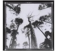 When the Forest Calls