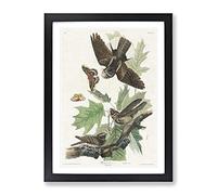 Whip Poor Will Birds & Butterflies By John James Audubon Vintage Framed Print | A4 Black Framed Wall Art | Ready to Hang | Classic Nature Picture | Living Room Bedroom Lounge Office