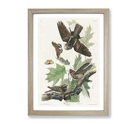Whip Poor Will Birds & Butterflies By John James Audubon Vintage Framed Print | A4 Oak Framed Wall Art | Ready to Hang | Classic Nature Picture | Living Room Bedroom Lounge Office