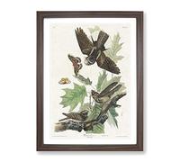 Whip Poor Will Birds & Butterflies By John James Audubon Vintage Framed Wall Art Print, Ready to Hang Picture for Living Room Bedroom Home Office Décor, Walnut A3 (34 x 46 cm)