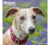 Whippet 2026 Calendar | Square Wall Calendar | Dog Breed Gift | Plastic Free Packaging | by Avonside Publishing