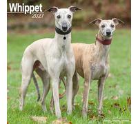 Whippet 2027 Calendar | Square Wall Calendar | Dog Breed Gift | Plastic Free Packaging | by Avonside Publishing