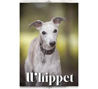 Whippet: Dog breed overview and guide