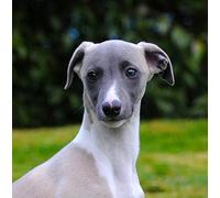 Whippet Dog Greeting Card Square - Gift Idea Special Occasion Blank Inside with Envelope Premium Unique Design Animal Cute Illustrated Wildlife Quality Included UK Designed