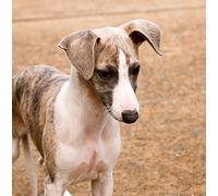 Whippet Dog Greeting Card Square - Gift Idea Special Occasion Blank Inside with Envelope Premium Unique Design Animal Cute Illustrated Wildlife Quality Included UK Designed
