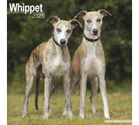 Whippet Calendar 2025 Square Dog Breed Wall Calendar - 16 Month 9781804603994 N