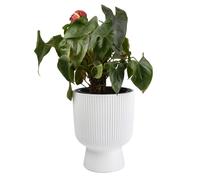 B2C Plant Pots Flower Planter 7 Colours 3 sizes Tall with insert Wavy Plastic Pot Boho Elegant Textured Cylindrical with base indoor/outdoor Modern (White, 30cm - 18L)